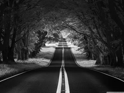 Tree Lined Road in Monochrome HD Wallpaper
