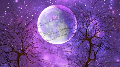 Purple Moon Behind Bare Branches HD Wallpaper