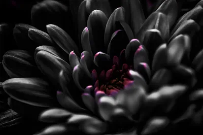 Dark Chrysanthemum with Magenta Tips HD Wallpaper