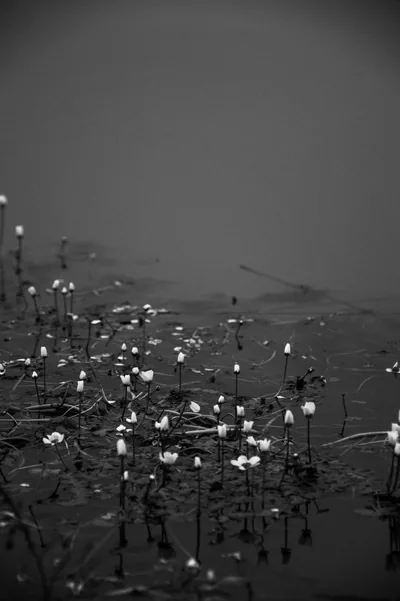Water Flowers on Misty Lake in Monochrome HD Phone Wallpaper