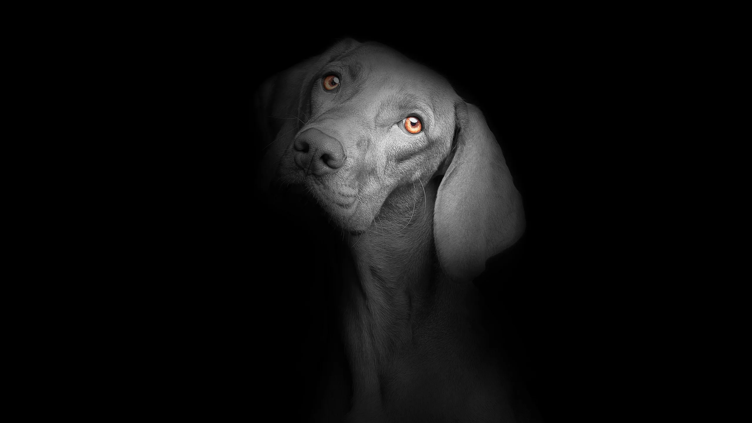 Black dog Wallpaper 4K, Black background, Dark, AMOLED