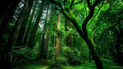 Redwood Forest in Deep Green Shade HD Wallpaper