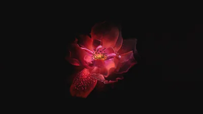Crimson Orchid Lit From Above HD Wallpaper