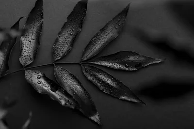 Computer Wallpaper Black