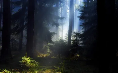 Sunbeams Through a Dark Forest HD Wallpaper