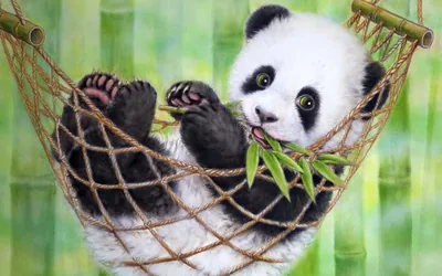 HD Panda Wallpapers