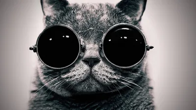 sunglasses black Wallpapers HD Desktop and Mobile Backgrounds