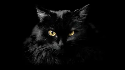 Long-Haired Cat in Half Shadow HD Wallpaper
