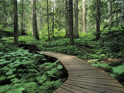 Boardwalk Winding Through Ferns HD Wallpaper