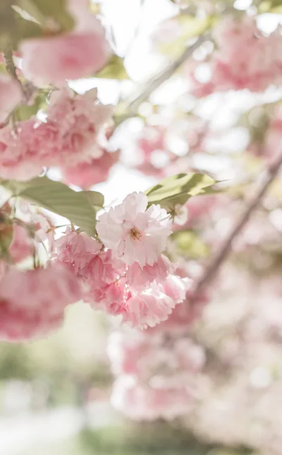 Cute Pink Aesthetic Backgrounds
