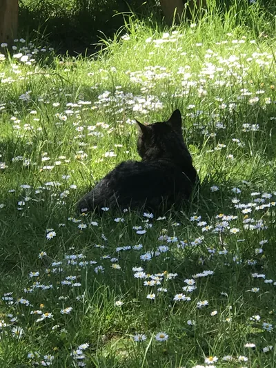 Black Aesthetic, Nature Aesthetic, Pretty Cats, Cute Cats, Mogli