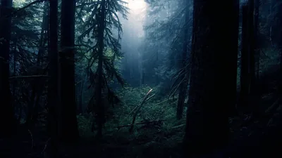 Mystic Fog in the Dark Forest HD Nature Wallpaper
