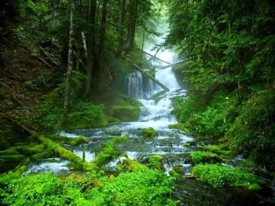 Waterfall Cascading Through Mossy Forest HD Wallpaper