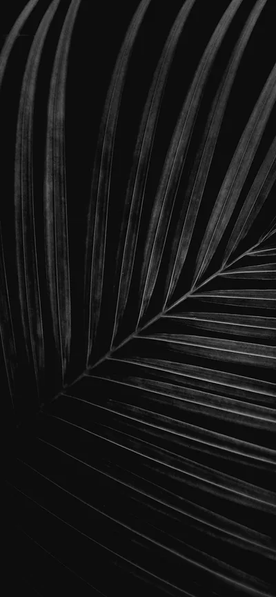 Iphone X Original Wallpapers