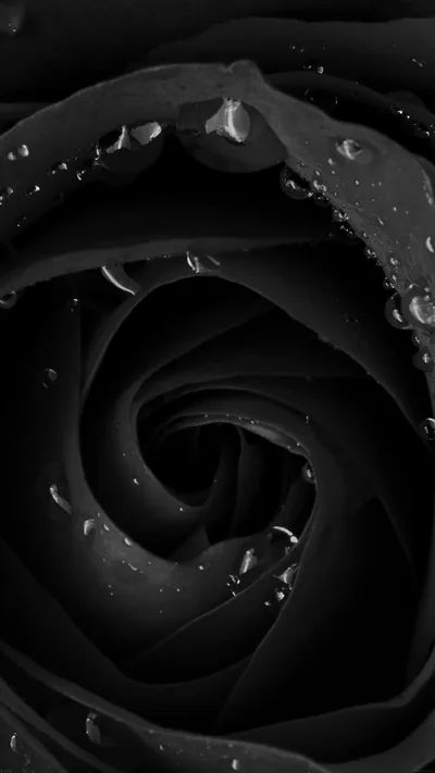 Black Rose With Water Droplets HD Phone Wallpaper