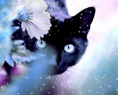 Cute Black Cat Wallpapers