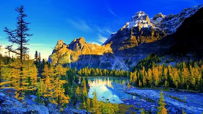 Yellow Larches Below a Snowy Summit HD Wallpaper