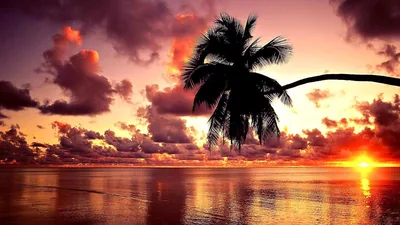 Leaning Palm Against a Rose Sky HD Wallpaper