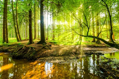 Sunlit Stream in a Spring Forest HD Wallpaper