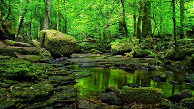 Mossy Rocks Around a Forest Stream HD Wallpaper