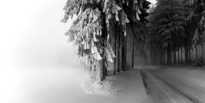 Desktop wallpaper Photography, Black & White, Nature, Road, Snow, Tree, Winter 4K free