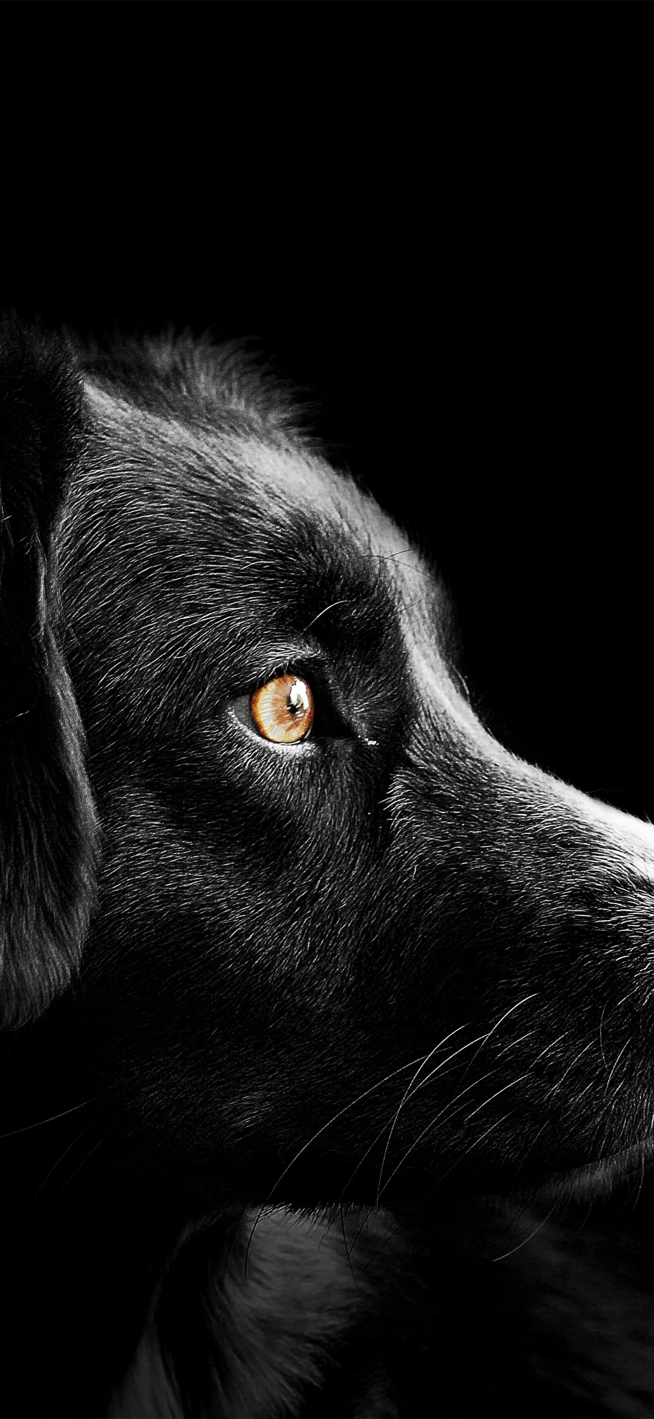 A black dog rests in profile against a black background, only the amber eye, muzzle fur and whiskers catching enough light to read.