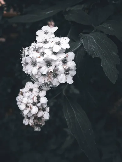 Flowers Wallpaper Tumblr Black And White