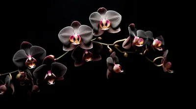 Black Flower Desktop Wallpaper