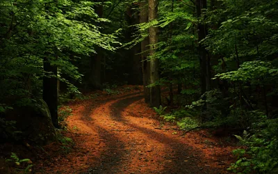 Curving Dirt Track in a Dark Forest HD Wallpaper