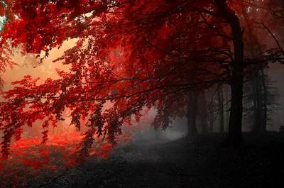 4K Ultra HD Red Wallpapers Background Images