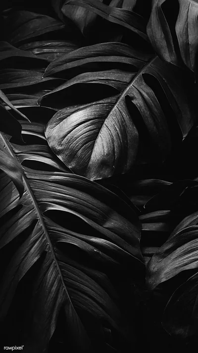wallpaper aesthetic hitam Putih mawar flowers abstrak layu
