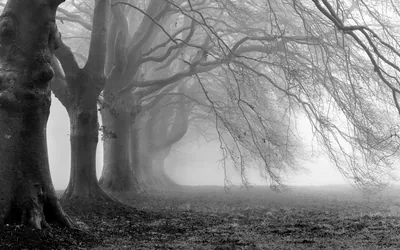 Bare Trees in Fog in Monochrome HD Wallpaper