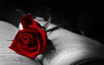 Black Red Rose Wallpapers Black Red Rose Backgrounds