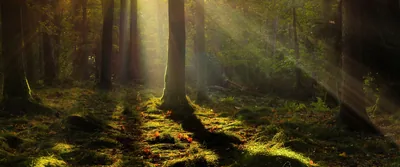 Golden Sunbeams in a Dark Forest HD Wallpaper