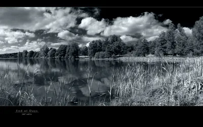Tree Landscape Lake Water Photography Black & White Wallpaper
