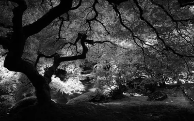 Black And White Nature Wallpapers