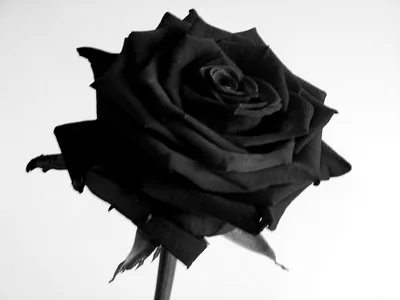 Elegant Black Rose Stunning HD Wallpaper for Nature Lovers