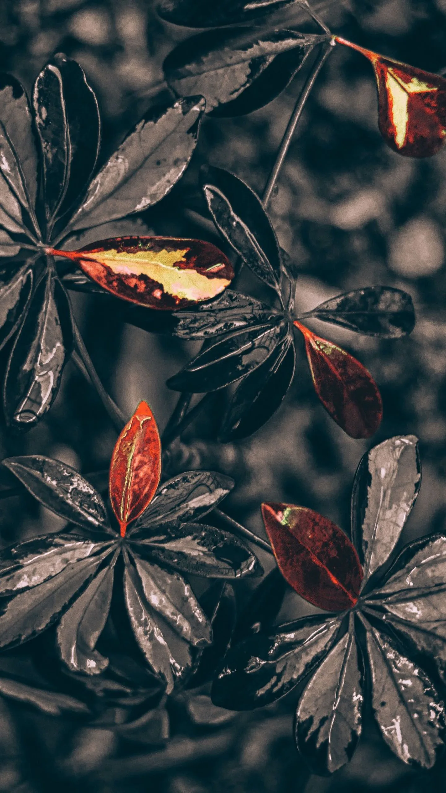 Leaves Plant Drops Black 4K HD Black Wallpapers