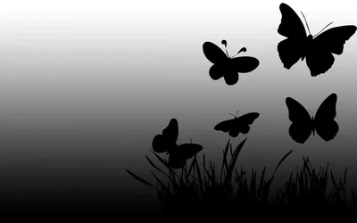 Black Butterfly Wallpapers Black Butterfly Backgrounds