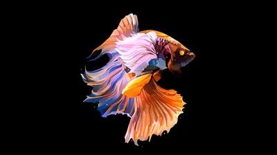 Fish Oled Dark Wallpaper, HD Artist Wallpapers, 4k Wallpapers, Images, Backgrounds, Photos