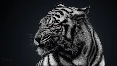 Noir Majesty White Tiger HD Wallpaper