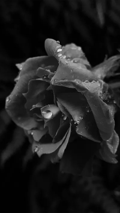 Top Black Aesthetic Rose Wallpaper Full HD, 4K Free to Use