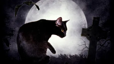Halloween Cat Under a Full Moon HD Wallpaper