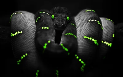 Coiled Snake with Green Markings HD Wallpaper