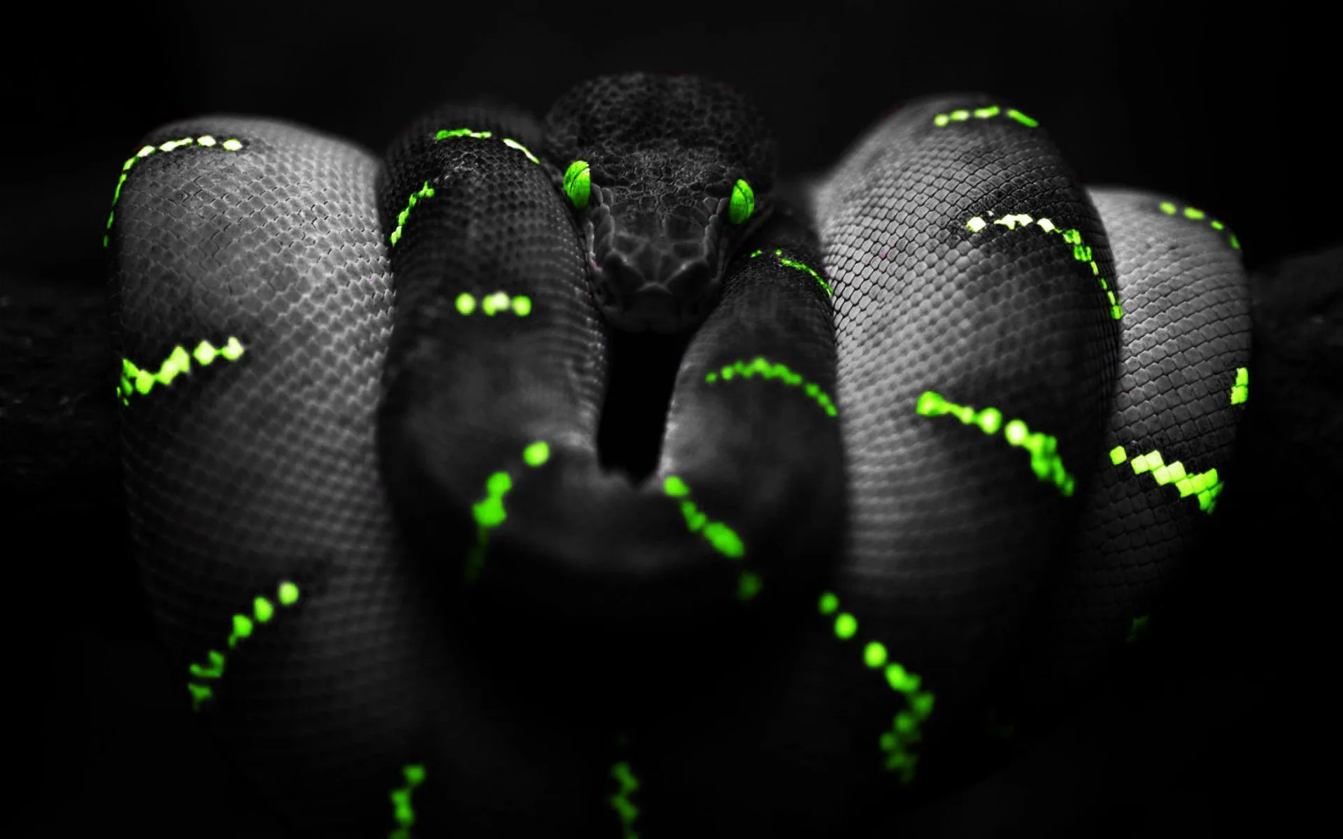 A dark python coils around a branch and looks straight ahead, bright green scales tracing the pattern along its body.