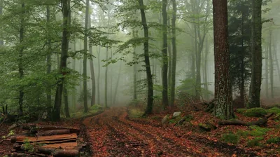 Copper Leaf Track into Grey Fog HD Wallpaper