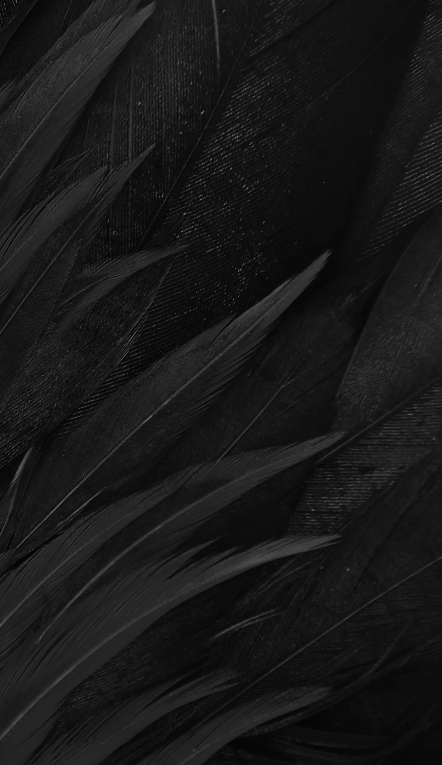 Long tapered feathers sweep from the lower left toward the upper right, each blade edged in faint grey while the top of the frame stays nearly solid.