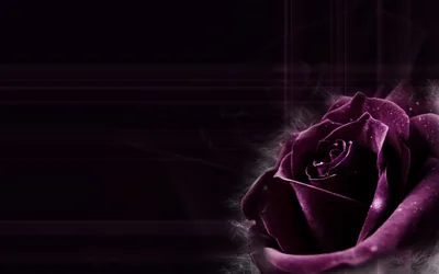 Black Rose Wallpaper Top Background