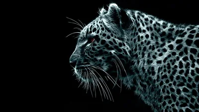 Puma Wallpapers