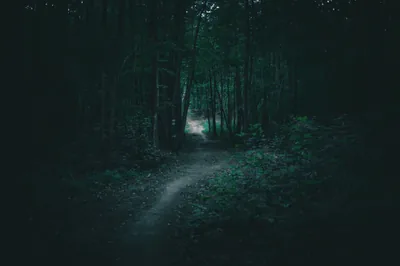 Dark Nature Photos, The BEST Free Dark Nature Stock Photos & HD Images